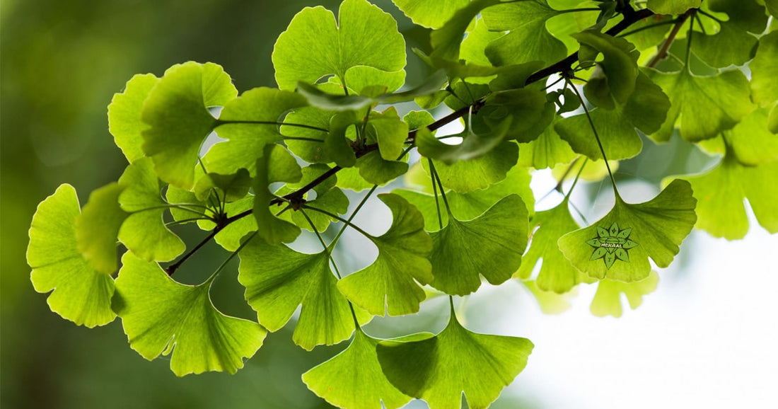 Ginkgo Biloba - Vorteile und Heilwirkungen