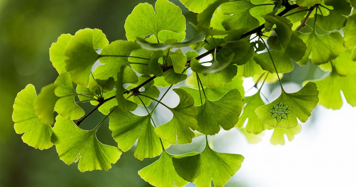 Ginkgo Biloba - Vorteile und Heilwirkungen