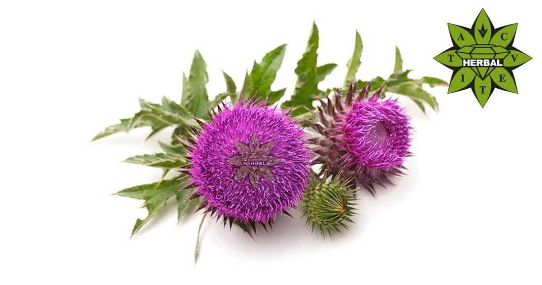 Eselsdistel - Nutzen (Weiße Distel, Kameldistel, Gelbliche Krebsdistel, Gewöhnlicher Ingwer)