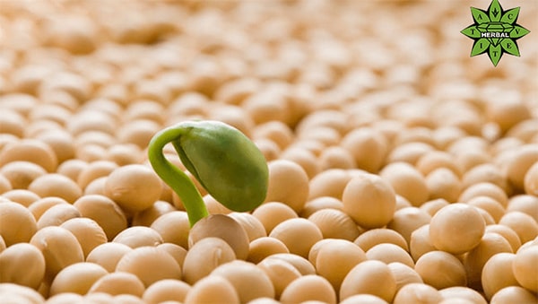 Soja-Protein - NUTZEN, Schäden, Schädlich oder Nützlich?