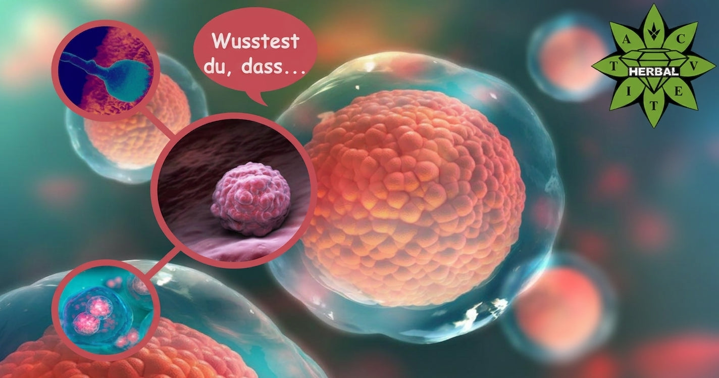 Die Eizelle - 6 Interessante Fakten