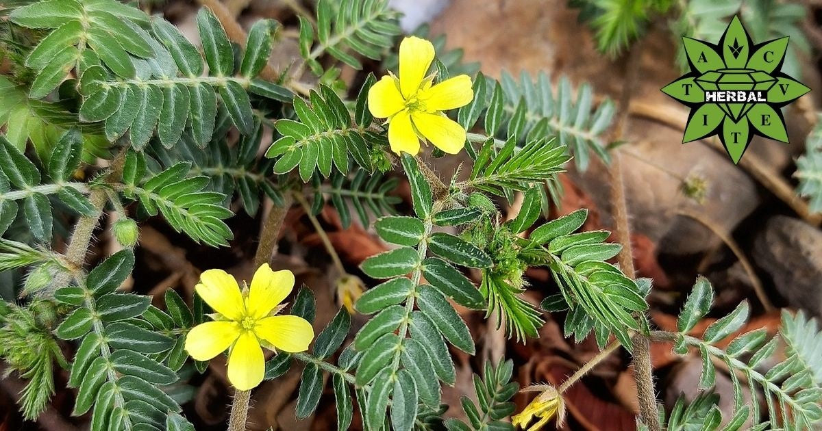 Tribulus Terrestris (Babas Zähne, Erdsternchen) - Nutzen und Heilende Eigenschaften